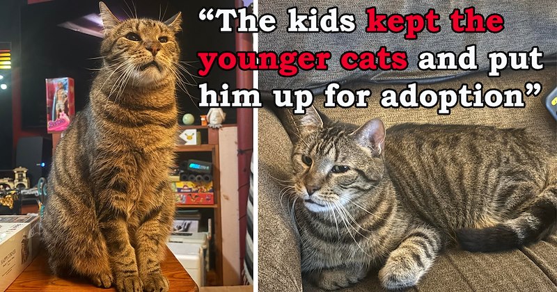 story about a cat who was abandoned after his previous owner passed getting adopted by a couple with two other senior cats | thumbnail includes two pictures of an old cat 'The kids kept the younger cats and put him up for adoption'