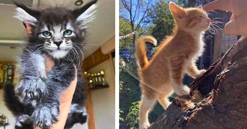 24 pictures of kittens | Thumbnail includes two pictures of kittens 