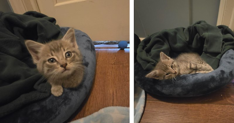 'How this little kitten survived 24 hours under the car and traveling at 70+ mpg speeds is beyond me': Resilient kitten escapes from country fair and finds his furrever home 