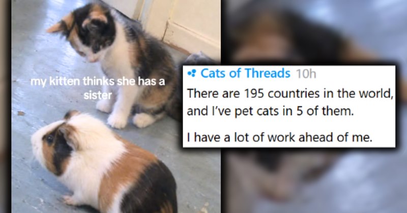 adopt wholesome cat adorable adoption adorable cats heartwarming cat pictures cute cute cats cat tweets Cats animals Cats - 46983685