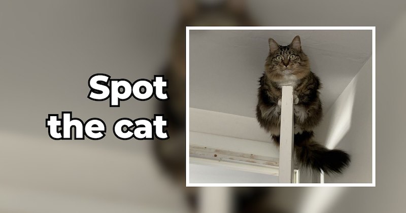 adorable life with pets feel good pets animal funny memes comedy animal memes Cats wholesome animal memes animals soft animal Cats - 46985989