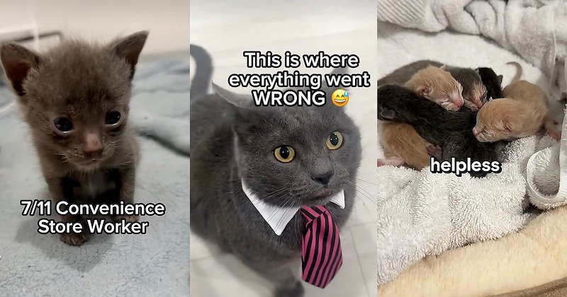 stray cats humor felines cat rescue comedy cat person reality tv Cats Video animals Cats - 46986757