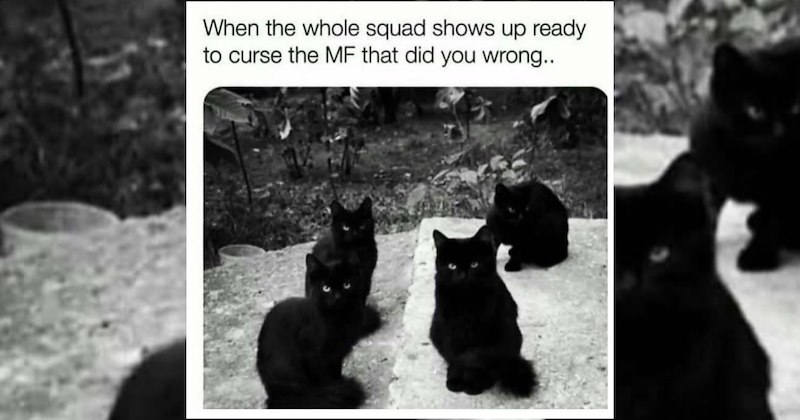 lolcats silly cats wholesome cats adorable cats love cats cute cats funny cats cat photos Cats hilarious cats Cats - 46989317