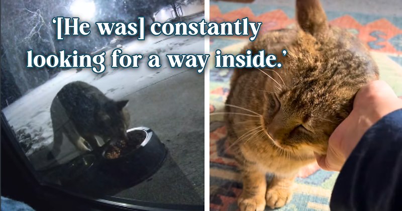 18 cat and text pictures, 4 cat pictures, 1 video | thumbnail includes 2 pictures of a cat, and ‘[He was] constantly looking for a way inside.’
