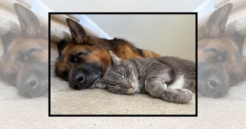 cats and dogs friendship dogs wholesome animals wholesome friendship Cats Cats - 46992901