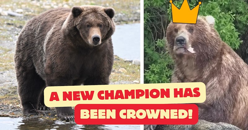 Story and pictures of 'Backpack' this year's Fat Bear Week winner | Thumbnail includes two pictures of Bear 89 'Backpack', and one picture of text including 'A NEW CHAMPION HAS BEEN CROWNED!'