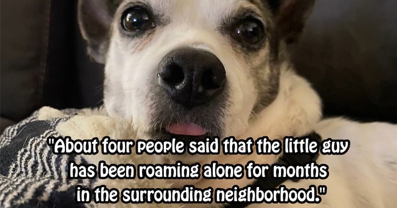 ‘Welcome to fam!’: Friendly dumped dog found limping given furever home but rescuers left confused by why pawfect pup was alone in first place | thumbnail includes one image which shows a white and black dog ‘“About four people said that the little guy has been roaming alone for months in the surround neighborhood.”’