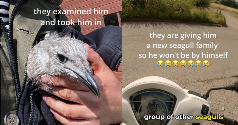  ‘I was worried fox would eat him’: Injured baby seagull saved by delivery driver who delivered it to rescue where it was given feathery furever family| thumbnail includes two images one image shows a baby seagull in a jacket ‘they examined him and took him in’, the other image shows a moped on a road ‘they are giving him a new seagull family so he wont be by himself’