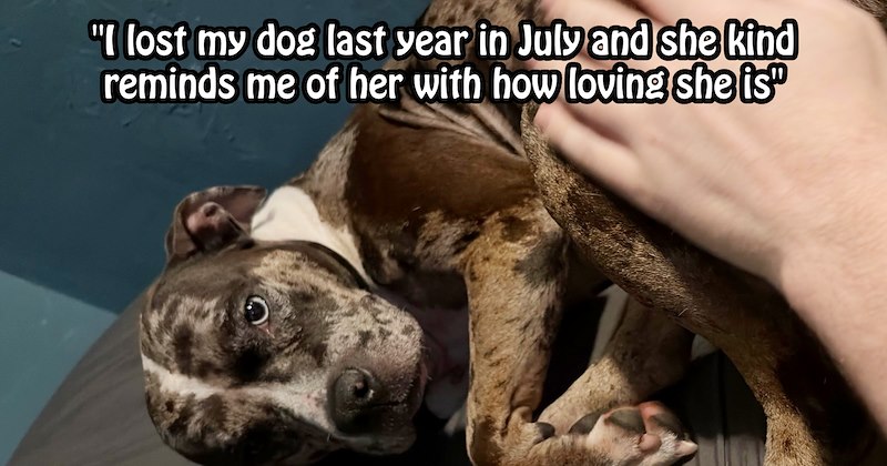 ‘Someone tied this poor thing up to a tree’: Online dog lovers leap to help struggling rescuer care for abandoned pit bull puppy found in park | thumbnail includes one image which shows black and white pit bull lying on bed being petted ‘“I lost my dog last year in july and she kind reminds me of her with how loving she is”’