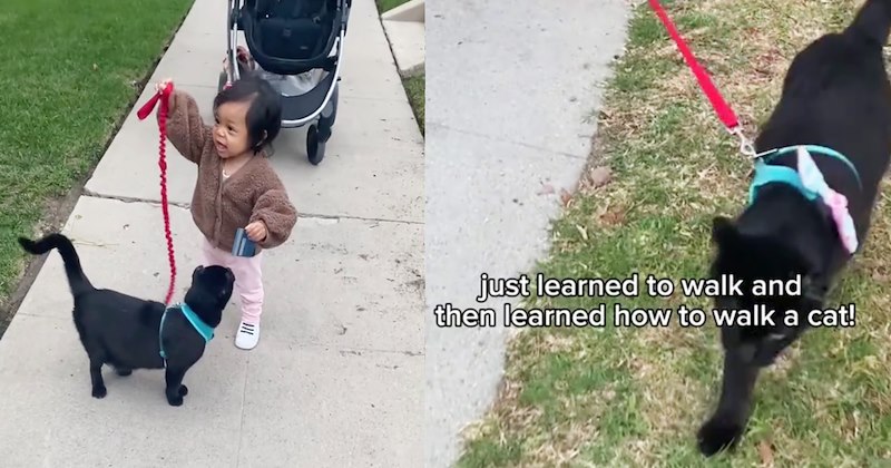 ‘My cat taught a kid how to walk a cat’: Clever feline delivers heartwarming lesson in catto care when toddler takes interest in taking leash | thumbnail includes two images one image shows a toddler holding leash attached to black cat, the other image shows black cat walking leash ‘just learned to walk and then learn how to walk a cat!’