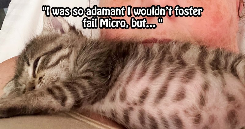 ‘He’s one strong little tiger!’: Lucky newborn campground kitten becomes foster fail after wiggling her way into pawrent’s heart | thumbnail includes one image which shows tabby kitten lying on side ‘“I was so adamant I wouldnt foster fail micro, but…”’