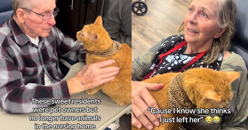 ‘I want my cat back’: Cat visiting nursing home inspires joy heartwarming meowmories to cat loving senior residents | thumbnail includes two images one image shows an old man petting an orange cat ‘These sweet residents were pet owners but no longer have animals in the nursing home’, the other image shows a woman petting an orange cat ‘“Cause I know she thinks I just left her”’