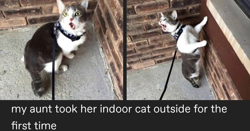 27 Funny Feline Memes Give you Giggles When Life Gets Gray | thumbnail includes two images which show a cat on a leash outdoors with shocked expression ‘my aunt took her indoor cat outside for the first time’