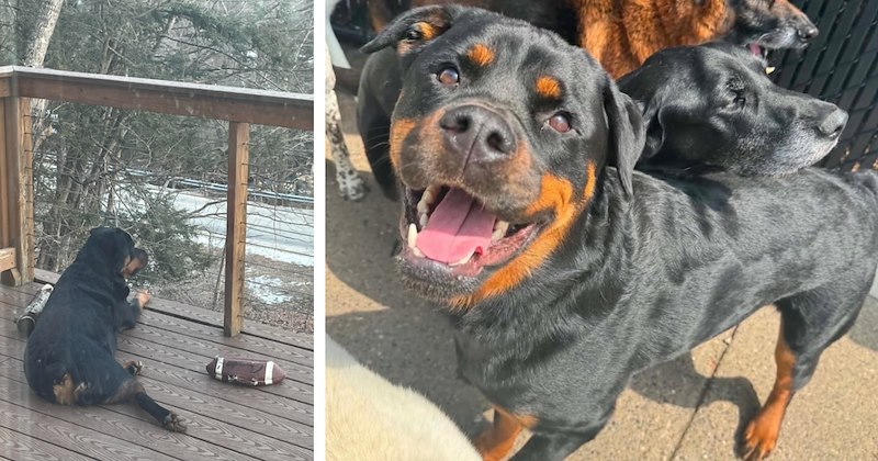 Family with newborn realize their rottweiler needs more than they can give, they rehome him to farm dwellers nearby in positive twist of fate