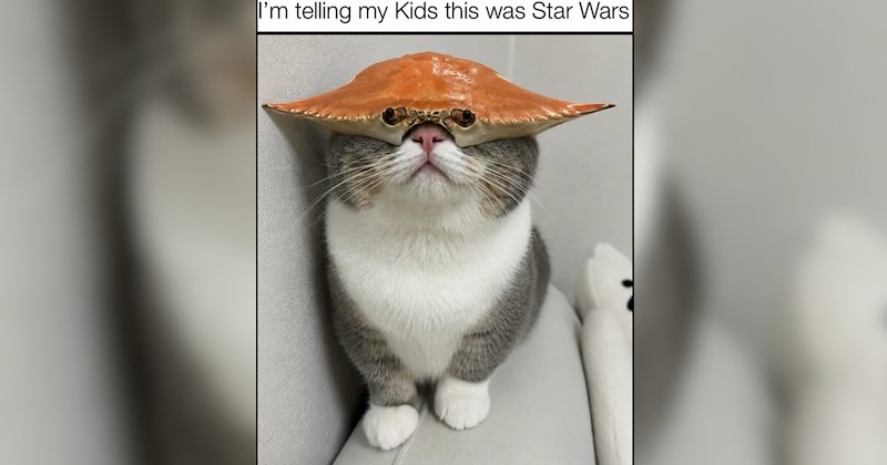 A Nostalgic Journey of Cat Memes That Feel Oddly Reminiscent of Childhood 