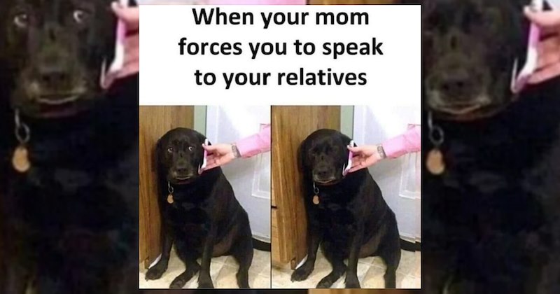 dogs adorable animals cute animals wholesome animals funny animal memes acting like animals animal memes Cats funny animals animals Animals - 47001605