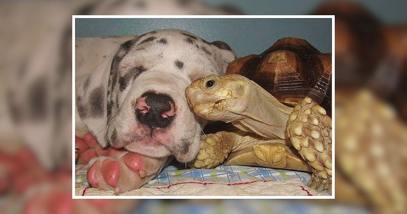 nature friendship wholesome lovely animals friends unlikely cute animals cute unexpected relationships lovely awww friend group animals dynamic duos Animals - 47012101