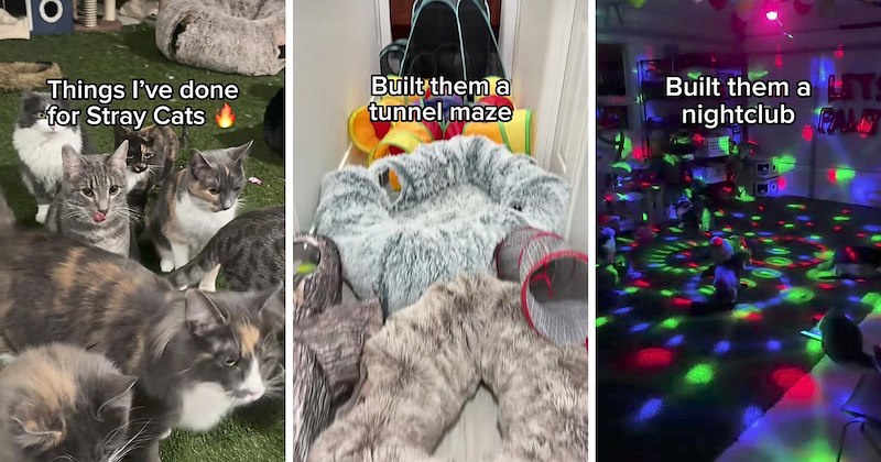 Cats stray cats wholesome cats cat adoption cat playground cat lovers cat owners cat toys - 47018245