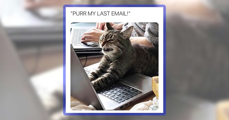 30 cat memes | thumbnail includes one meme including '"PURR MY LAST EMAIL!"'