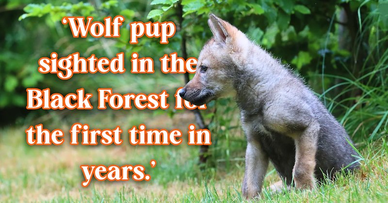 15 text pictures, 1 wolf picture | thumbnail includes 1 picture of a wolf pup, and ‘Wolf pup sighted in the Black Forest for the first time in years.’
