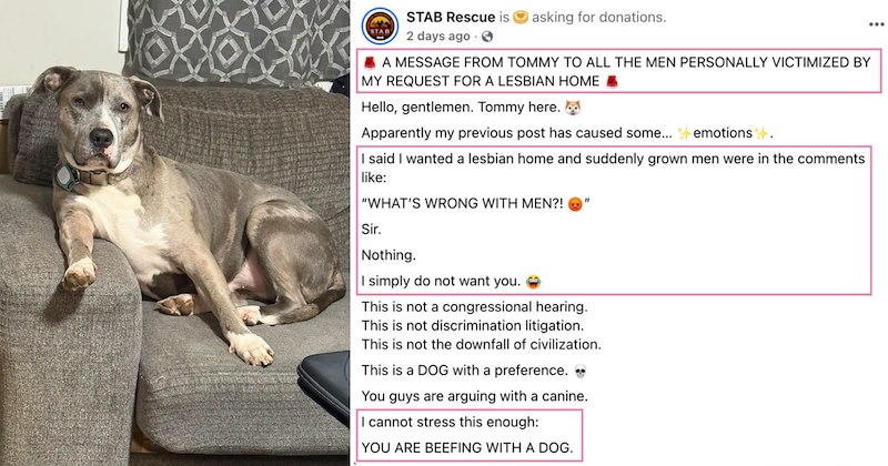 Story of rescue dog adoption post and adoption update | Thumbnail includes one picture of a rescue dog, and one picture of a Facebook post including 'STAB Rescue is O asking for donations. STAB 2 days ago A MESSAGE FROM TOMMY TO ALL THE MEN PERSONALLY VICTIMIZED BY MY REQUEST FOR A LESBIAN HOME Hello, gentlemen. Tommy here. Apparently my previous post has caused some... emotions . I said I wanted a lesbian home and suddenly grown men were in the comments like: "WHAT'S WRONG WITH MEN'