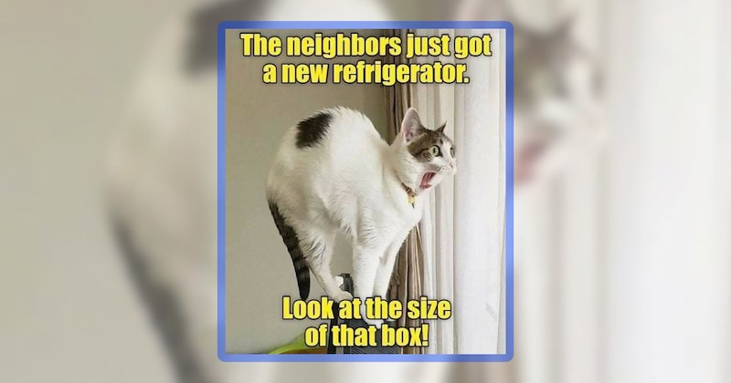 26 cat memes | thumbnail includes one meme including 'The neighbors just got a new refrigerator. Look at the size of that box!'