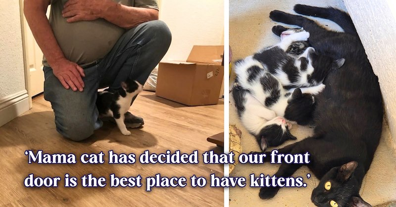 13 text pictures, 7 cat pictures | thumbnail includes 2 cat pictures, and ‘Mama cat has decided that our front door is the best place to have kittens.’