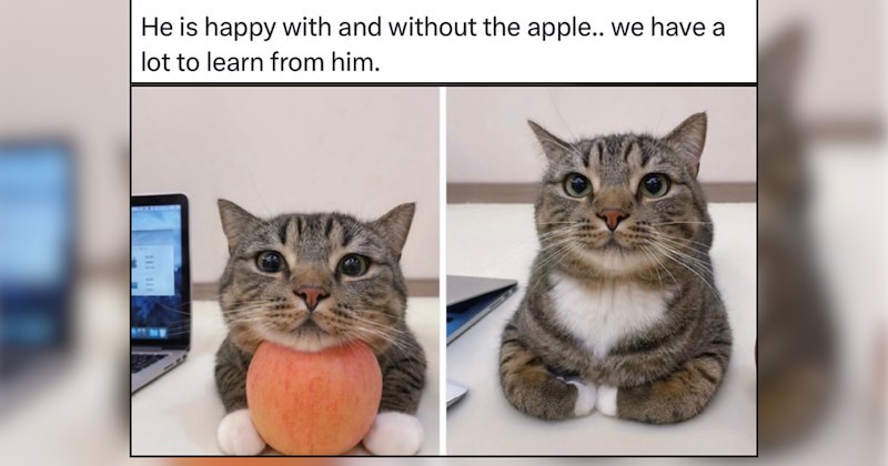 21 Purrfet Kitties Embracing Each New Day With Pawsitivity 