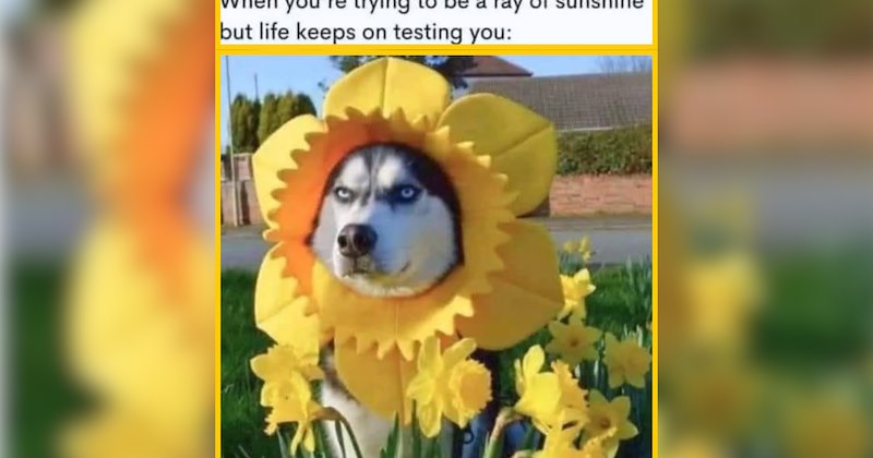 A Sunrise of Dog Memes for Those Who Need a Little Extra Love