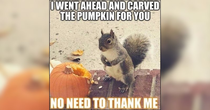 A Pumpkin Patch of the Season's Best Crop of Animal Memes