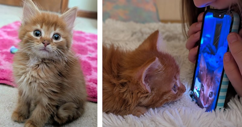 Story of orange kitten adoption | Thumbnail includes one picture of an orange kitten and one picture of an orange kitten on FaceTime