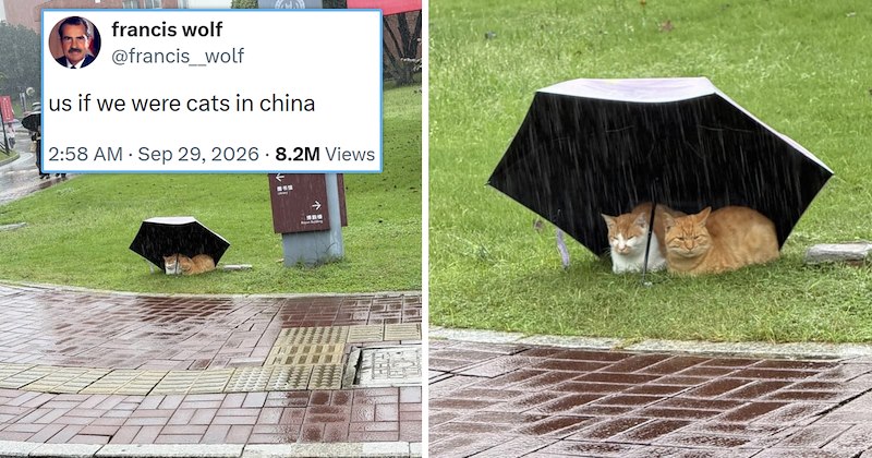 viral cat tweets from X | thumbnail includes one picture of two cats sitting under an umbrella outside in the rain and one tweet 'francis wolf @francis_wolf us if we were cats in china'