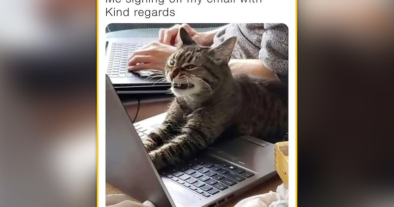 funny and wholesome cat memes | thumbnail includes one meme of a cat hissing at a laptop 'Me signing off my email with Kind regards'
