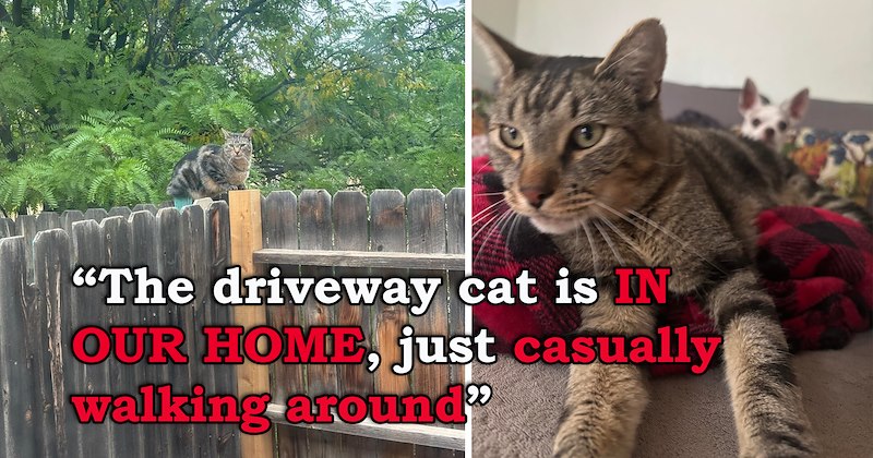 story about a cat walking into someone's home and getting adopted by them and their dogs | thumbnail includes a picture of a cat sitting on a fence and a closeup of a cat with a funny dog behind it 'The driveway cat is IN OUR HOME, just casually walking around'