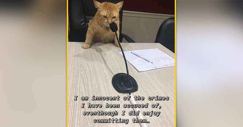 funny and wholesome cat memes | thumbnail includes one meme of a ginger cat speaking into a microphone 'I am innocent of the crimes I have been accused of, eventhough I did enjoy committing them..'