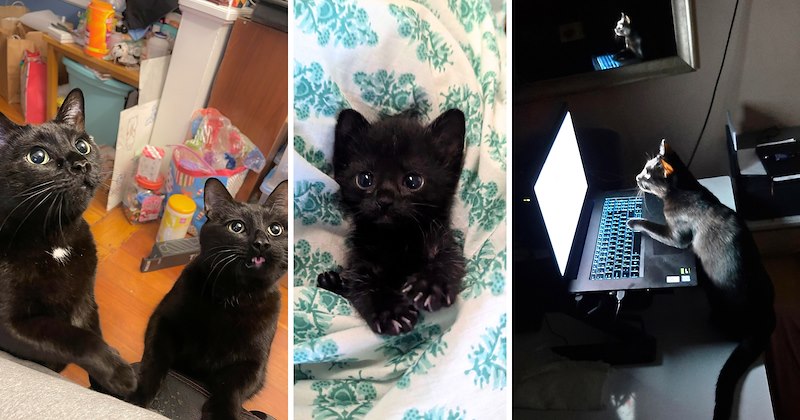 26 cat pictures | thumbnail includes 3 pictures of black cats