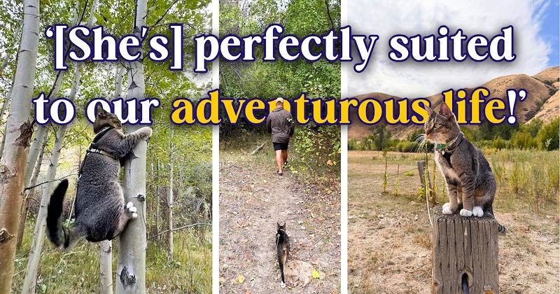 16 text pictures, 5 cat pictures | thumbnail includes 3 cat pictures, and ‘[She's] perfectly suited to our adventurous life!’