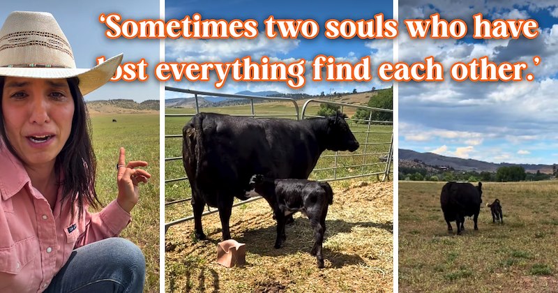 4 cow and text pictures, 14 cow pictures, 1 woman and cow picture, 4 text pictures, 1 video | thumbnail includes 2 cow pictures, 1 woman and cow picture, and ‘Sometimes two souls who have lost everything find each other.’