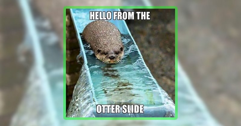 30 animal memes | thumbnail includes one meme including 'HELLO FROM THE OTTER SLIDE'