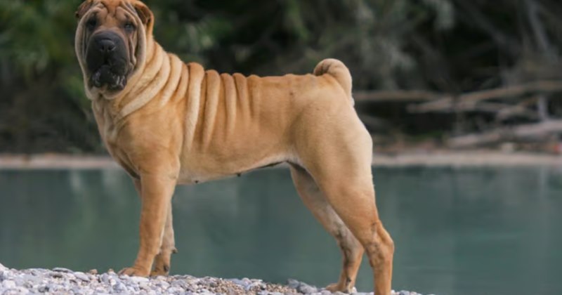 Boss must rehome Shar Pei dog after 7 years together, employee steps up to give her a new beginning: 'I couldn’t stand to see such a thing happen to such a sweet pup'