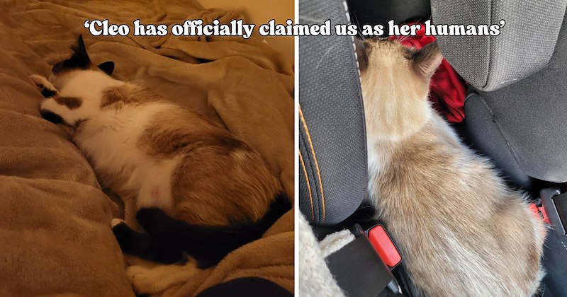 22 pictures of cats and text | thumbnail includes two pictures of a cat and one picture of text including '‘Cleo has officially claimed us as her humans’' 