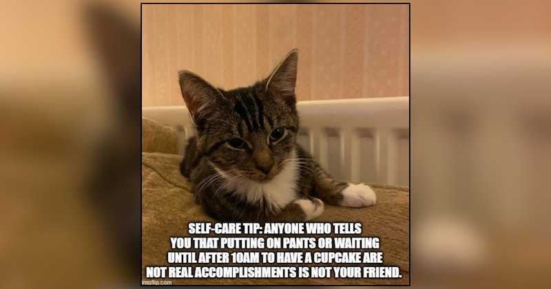 26 cat memes | thumbnail includes one meme and one picture of text including 'SELF-CARE TIP: ANYONE WHO TELLS YOU THAT PUTTING ON PANTS OR WAITING UNTIL AFTER 10AM TO HAVE A CUPCAKE ARE NOT REAL ACCOMPLISHMENTS IS NOT YOUR FRIEND.' 