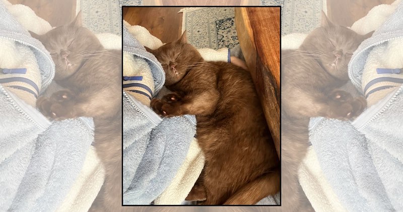 cuddly cats adorable cats sweather weather wholesome animals cute cats snuggly Cats Cats - 47030021