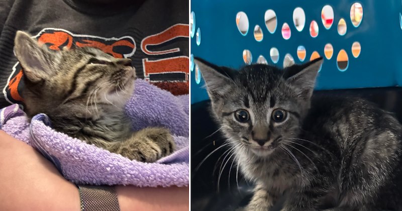 A year after beloved dog crosses rainbow bridge, couple finds kitten they can't keep, but knows someone who needs her even more: 'I’m so glad he’s going to have a loving family'