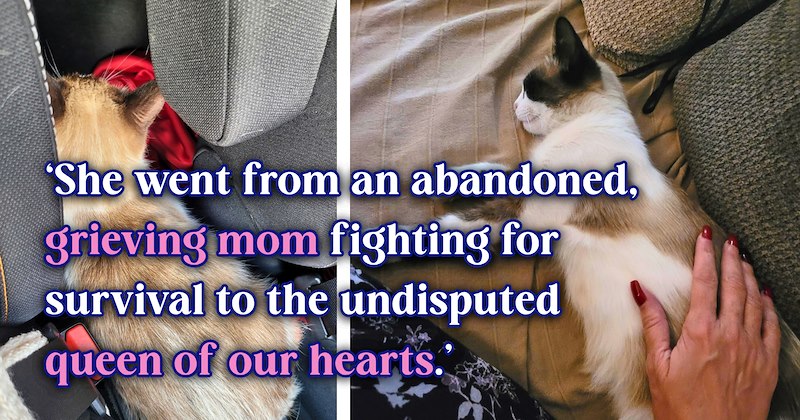 12 text pictures, 8 cat pictures | thumbnail includes 2 cat pictures, and ‘She went from an abandoned, grieving mom fighting for survival to the undisputed queen of our hearts.’