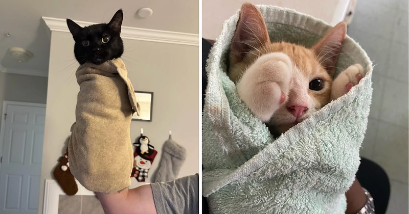 27 pictures of cats | thumbnail includes two pictures of cats 