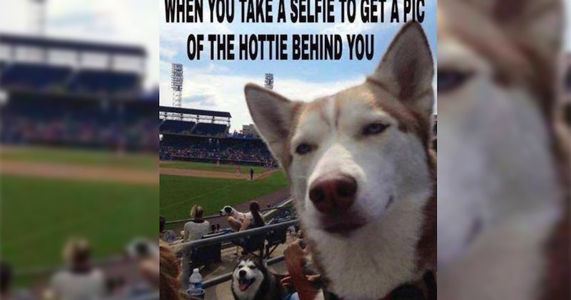 27 Funny Dog Memes Keep You Going When Your Last 2 Brain Cells are Battling Make it to Weekend | thumbnail includes one image which shows a husky at a baseball game with other dog behind ‘when you take a selfie to get a pick of the hottie behind you’