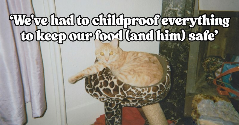 Stories from cat owners about their cats' unusual behaviors | Thumbnail includes one picture of an Orange cat guarding his leopard print cat tree including ''We've had to childproof everything to keep our food (and him) safe''