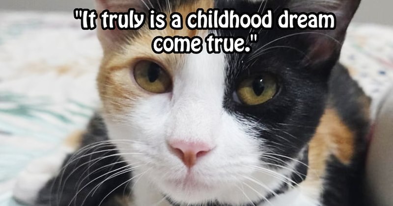‘ kitten finally just walked up to my mom let us take her.’: Family allergic cats rescues adopts feline sitting in road who mysteriously doesn't cause them allergic reactions | thumbnail includes one image which shows a calico cat on bed ‘“It truly is a childhood dream come true.”’