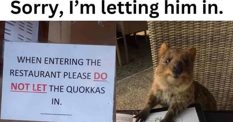 26 Uplifting Animal Memes to Pick You Up After  Week of Being Down | thumbnail includes one image which shows a quokka by a menu ‘Sorry, im letting him in.’ ‘When entering the restaurant please do not let the quokkas in’